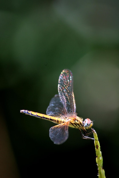 Female Trithemis Kirbyi dragonfly with copyspace