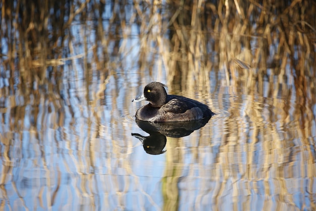 Photo female tufted duck swimming on a pond in bright spring sunshine