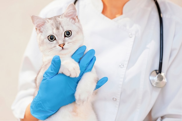 Female vet doctor holding cute scottish straight silver chinchilla cat