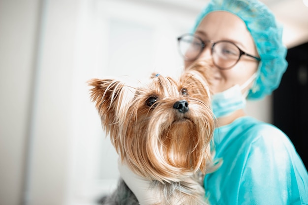 female vet in uniform with yorkshire terrier dog