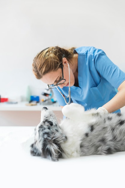 Female veterinarian checking dog with stethoscope in clinic