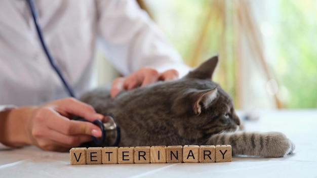 Female veterinarian diagnostics cat by stethoscope in clinic close up of cat with vet doctor