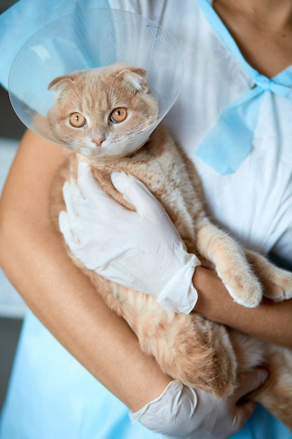 Female veterinarian doctor is holding on her hands a cat with plastic cone collar after castration, Veterinary Concept.