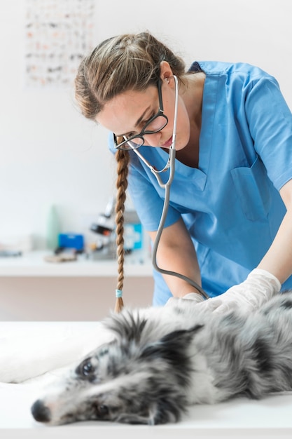 Female veterinarian examining dog with stethoscope lying on table