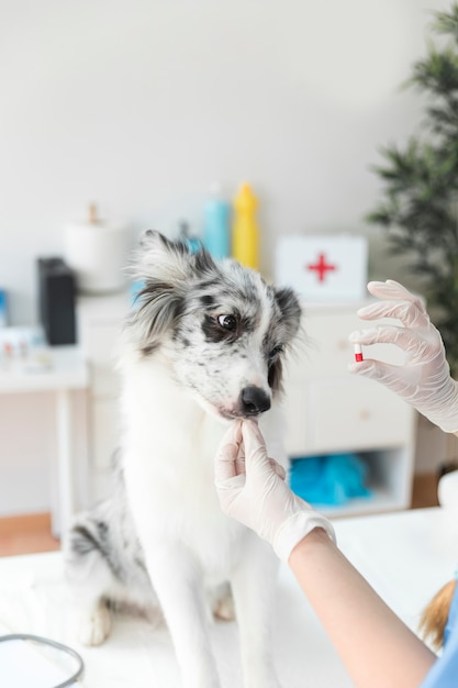 Female veterinarian giving capsule to dog in clinic