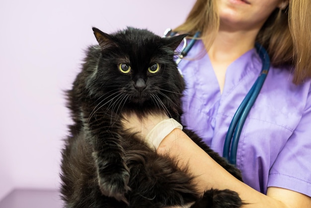 Female veterinarian holding a black cat in her arms in the clinic