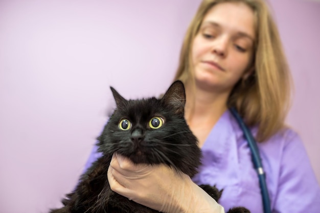 Female veterinarian holding a black cat in her arms in the clinic