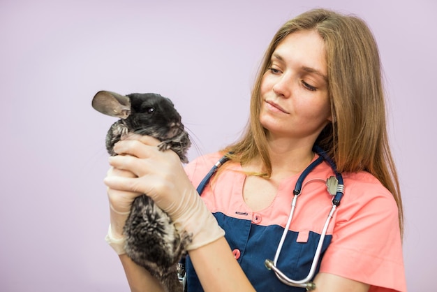 Female veterinarian holding a chinchilla in her arms in a veterinary clinic