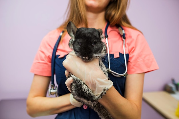 Female veterinarian holding a chinchilla in her arms in a veterinary clinic