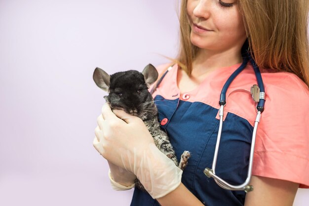 Female veterinarian holding a chinchilla in her arms in a veterinary clinic