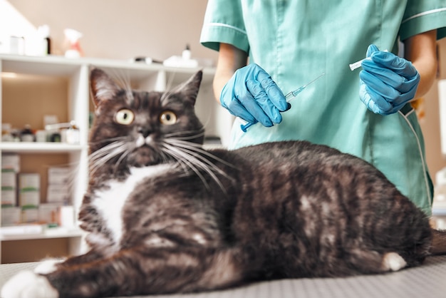 female veterinarian in work uniform making an injection to a large black and fluffy cat