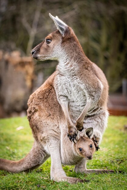 Photo female western grey kangaroo with joey in her pouch macropus fuliginosus melanops