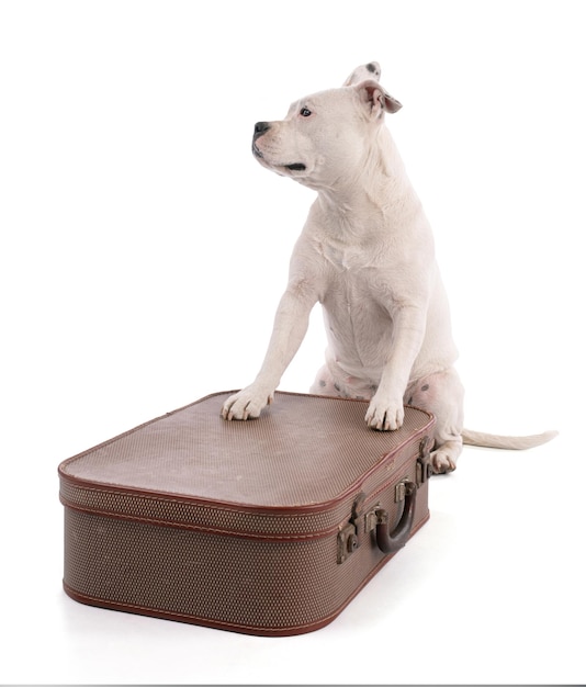 Female white american staffordshire with a suitcase