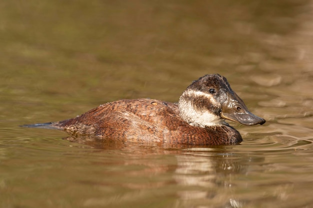 Female White headed duck Oxyura leucocephala Malaga Spain