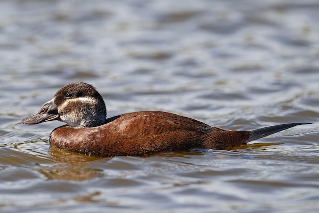 Female White headed duck Oxyura leucocephala Malaga Spain