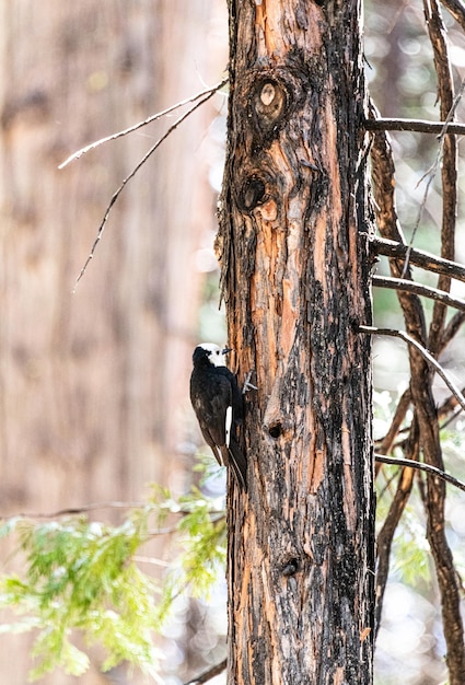 Female whiteheaded woodpecker Leuconotopicus albolarvatus