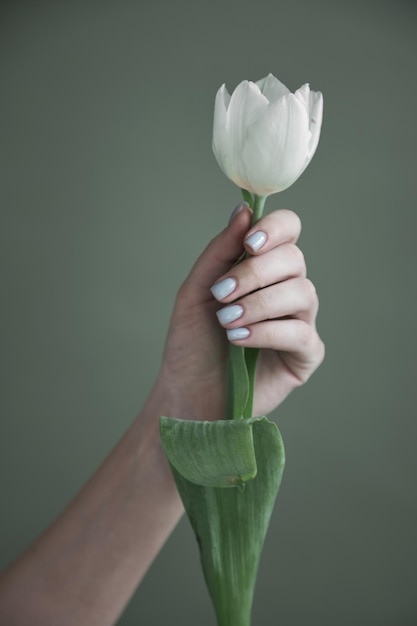 Female woman hand with manicure holding a tulip flower Aesthetics minimal concept