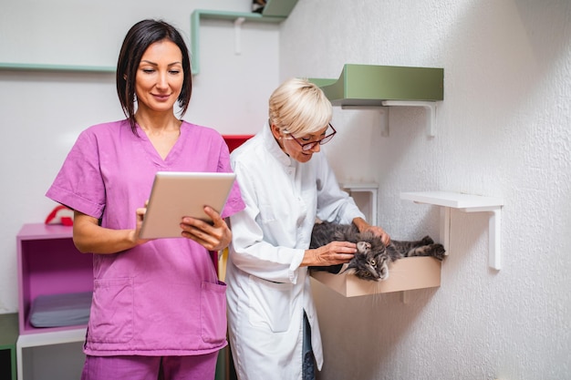 Female workers working in animal shelter and pension for cats.