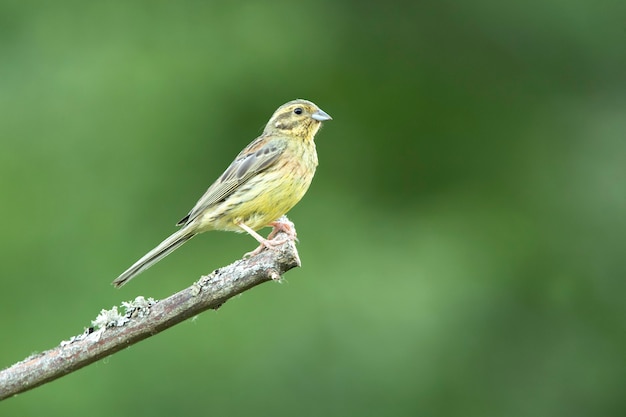 Female Yellowhammer in his breeding territory in the last light of day