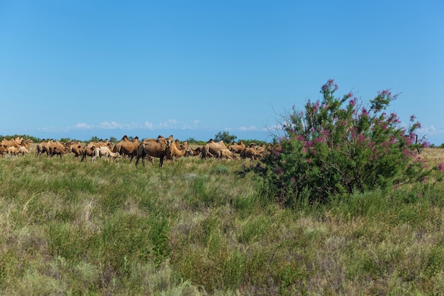 The females of animals with babies graze on a pasture,a camel farm is in Kazakhstan.A camel eats a grass