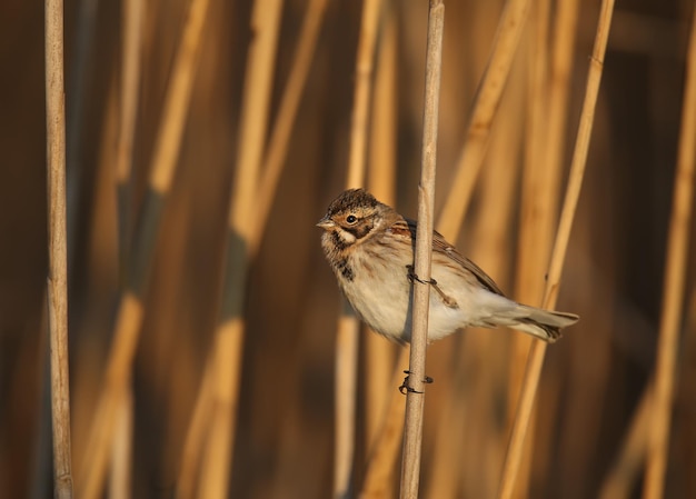 Females of common reed bunting (Emberiza schoeniclus) are photographed close-up in their natural habitat in soft morning light. Detailed photo to identify the bird.