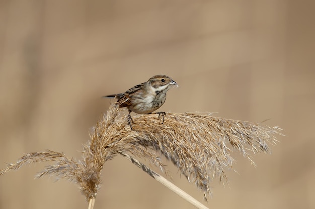 Females of common reed bunting (Emberiza schoeniclus) are photographed close-up in their natural habitat in soft morning light. Detailed photo to identify the bird.