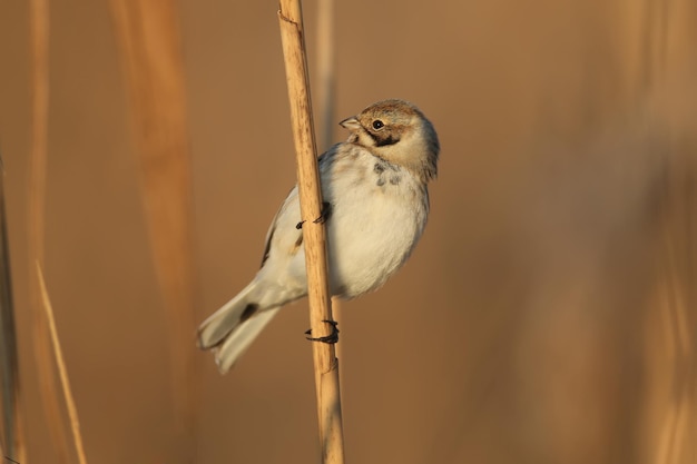 Females of common reed bunting (Emberiza schoeniclus) are photographed close-up in their natural habitat in soft morning light. Detailed photo to identify the bird.