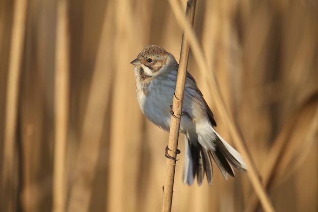 Females of common reed bunting (Emberiza schoeniclus) are photographed close-up in their natural habitat in soft morning light. Detailed photo to identify the bird.