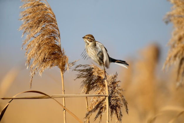 Females of common reed bunting (Emberiza schoeniclus) are photographed close-up in their natural habitat in soft morning light. Detailed photo to identify the bird.