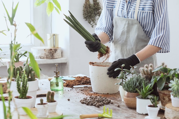 Femele gardener transplanting plant in classic pots on the wooden table. Concept of home garden. Spring time