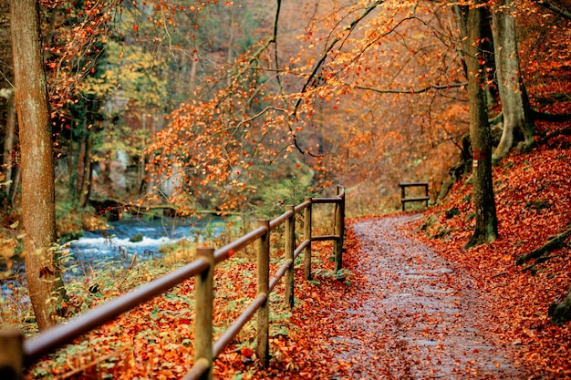 Fence near river in mountains of Czech Switzerland