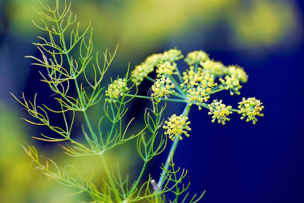 Fennel (Foeniculum vulgare) in flower against a dark background