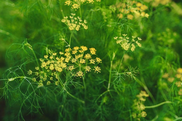 Fennel plant very beautiful in appearance