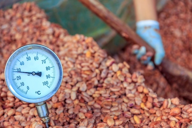 Fermenting fresh cocoa seeds to make chocolate Workers scoop fermented cocoa seeds into vats