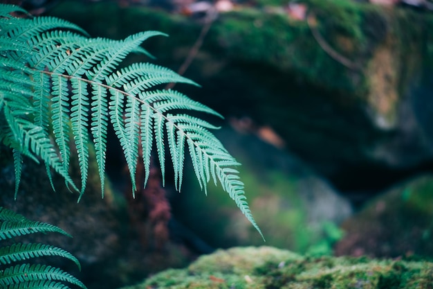 fern background floral