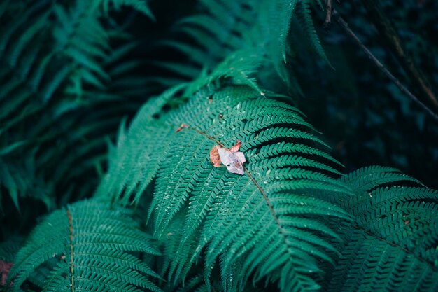 fern background floral