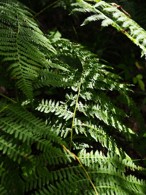 Fern background natural texture substrate