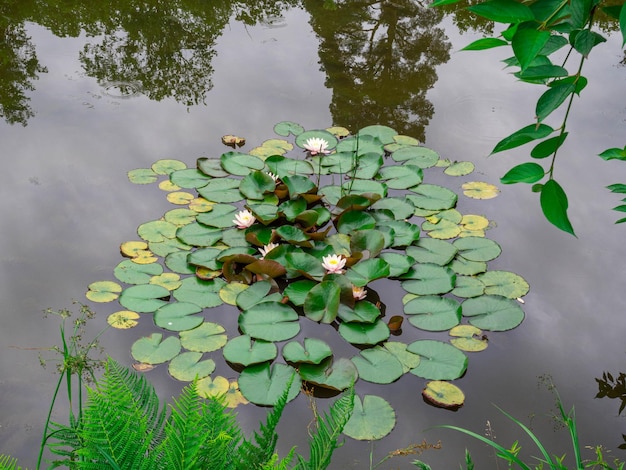 Fern and Beautiful pink waterlily or lotus flower on a pond