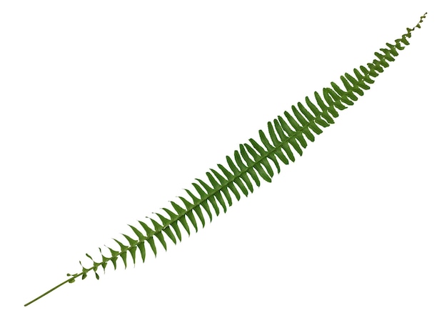 Fern branch isolated