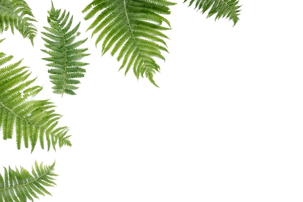 Fern branches isolated on white background flat lay top view