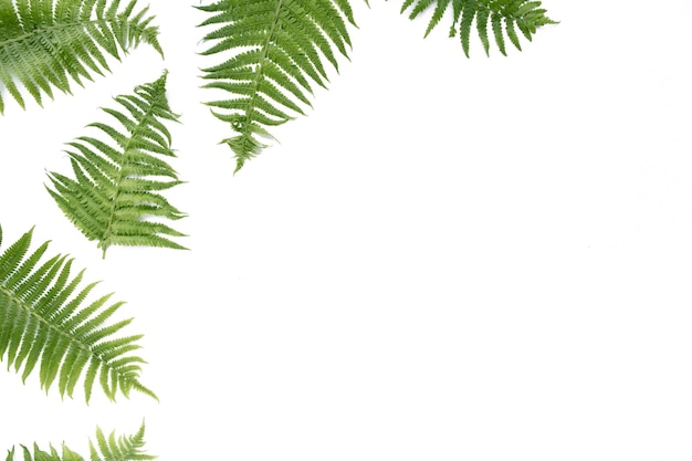 Fern branches isolated on white background flat lay top view