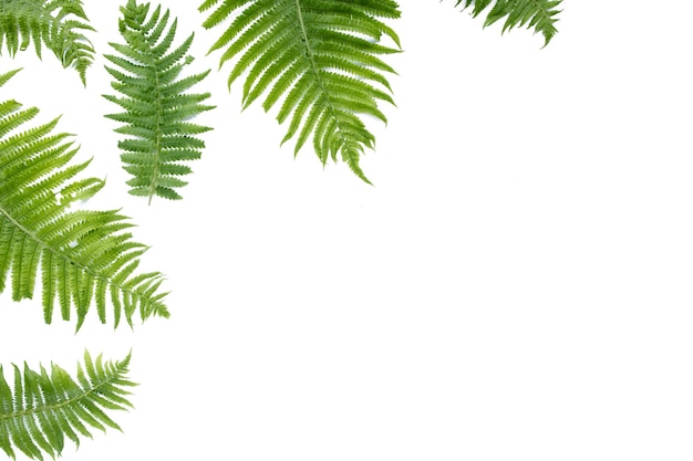 Fern branches isolated on white background flat lay top view