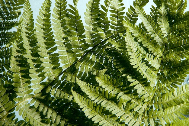 Fern close up. Green monochrome image