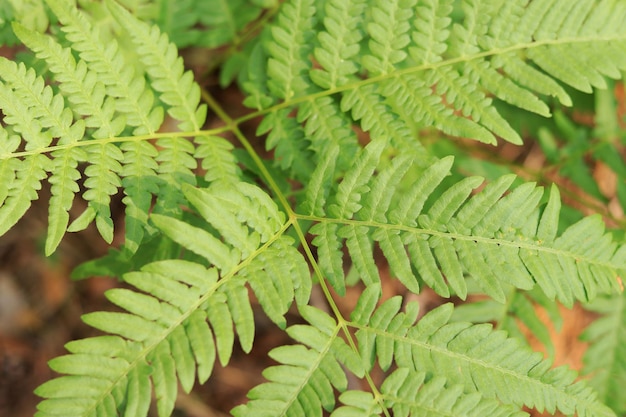 Fern closeup Bright green fern leaves in sunny weather Summer forest