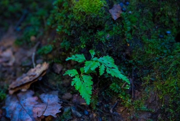 fern forest in asian jungle