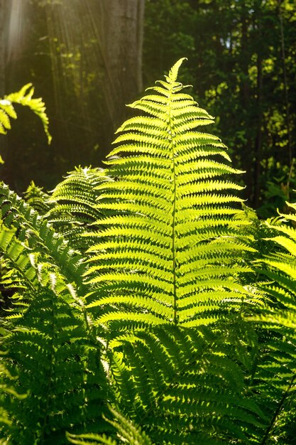 Photo fern in the forest and sun rays