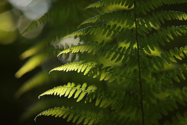 Fern in the forest on a sunny spring morning