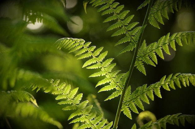 Fern in the forest on a sunny spring morning