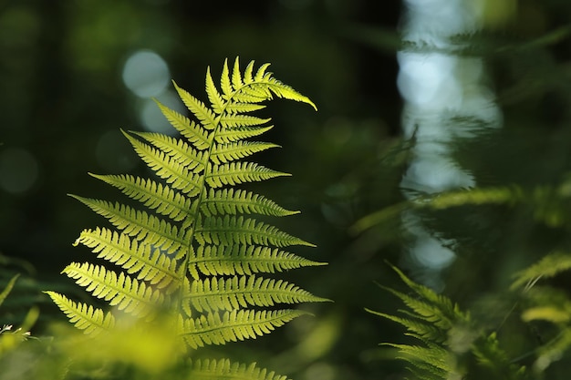 Fern in the forest on a sunny spring morning