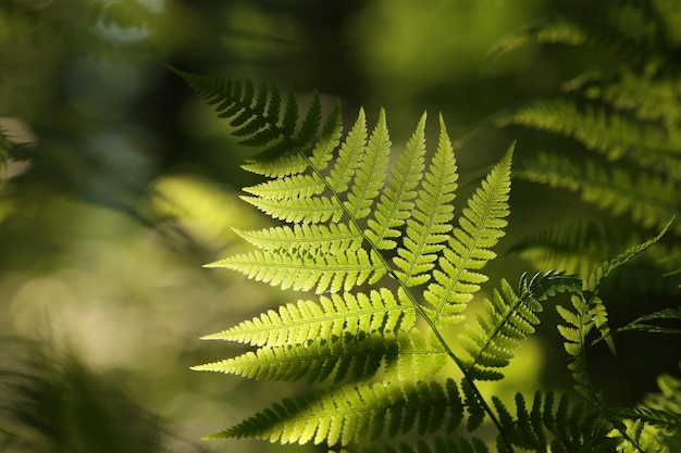 Fern in the forest on a sunny spring morning